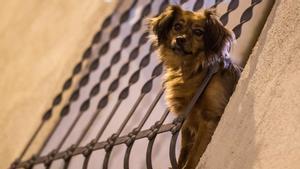 Un perro saca la cabeza a través de los barrotes del balcón de su casa, en Barcelona