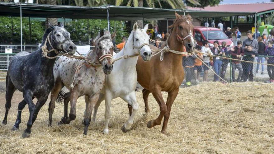 Feria Escolar en la granja de Arucas