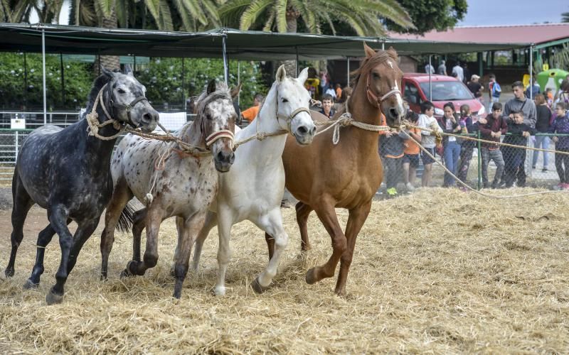 23/05/2018 ARUCAS. La Feria Escolar con más de 1.300 escolares, conocieron  y disfrutaron todo lo que ofrece el sector primario en la .Granja experimental del Cabildo. FOTO: J. PÉREZ CURBELO  | 23/05/2018 | Fotógrafo: José Pérez Curbelo