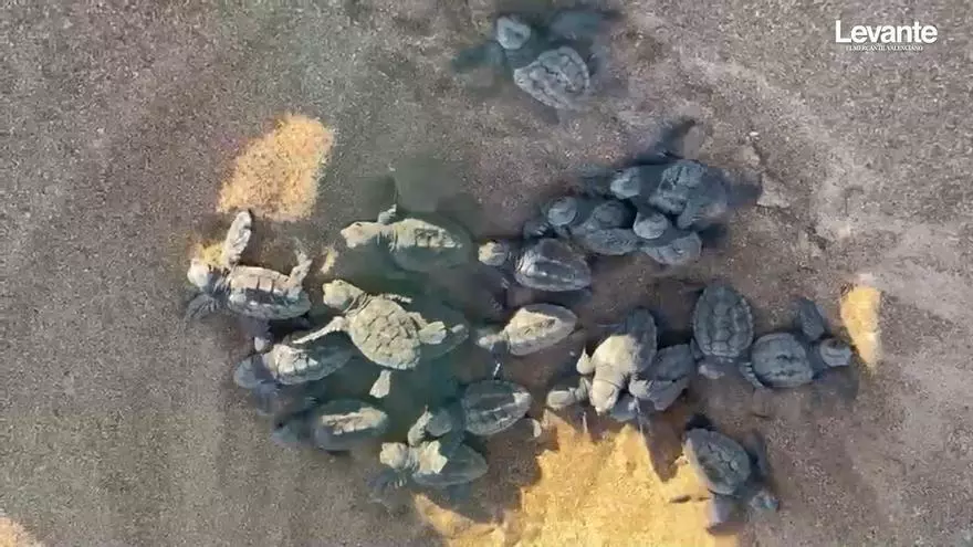 Prodigio en Dénia: nacen 128 tortuguitas, y así rebullen en el nido y "caminan" hacia el mar (vídeo)