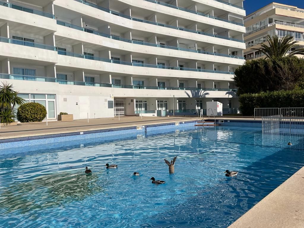 FOTOS: Una colonia de patos se adueña de una piscina turística en Mallorca