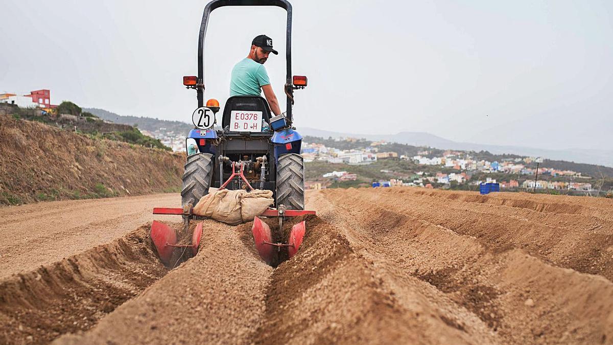 Un agricultor canario trabaja en sus huertas.  | | CARSTEN W. LAURITSEN