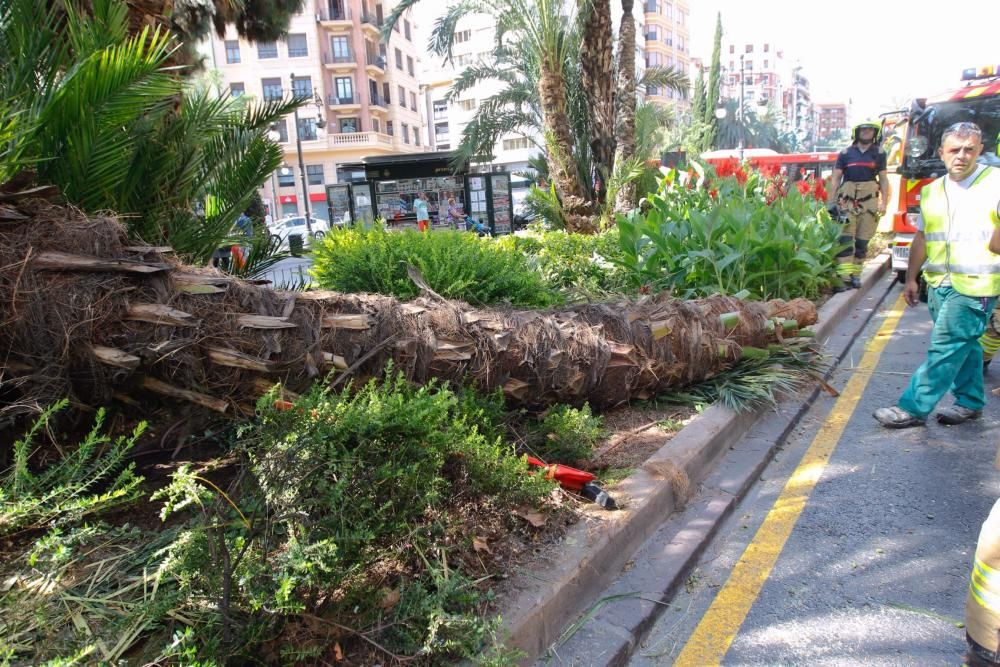 Cae una palmera en Marqués del Túria, en Valencia.