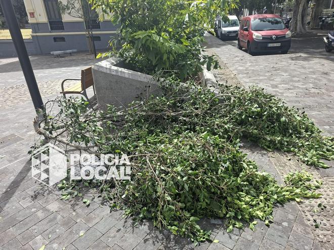 Cae una rama entre 25 de Julio y la plazoleta Milicias de Canarias y daña un vehículo