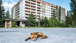 Científicos explican la gran paradoja de Chernóbil: hoy alberga más fauna salvaje que antes del accidente