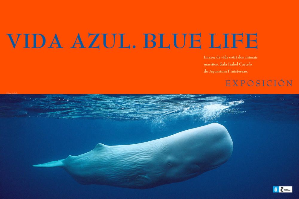 Exposición fotográfica 'Vida azul. Blue Life' en el Aquarium Finisterrae