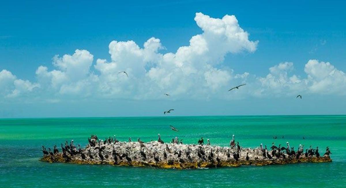 Colonia de aves cerca de la isla Holbox entre las que figura el pelícano pardo.