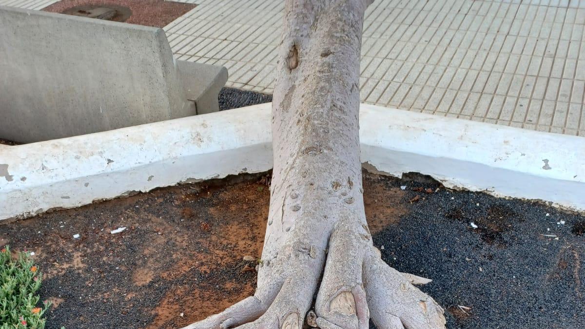 Raíces del ficus en mal estado en el Parque José Ramírez Cerdá, en Arrecife.