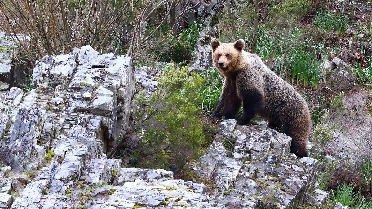 Ejemplar de oso pardo en Fuentes del Narcea (Asturias).