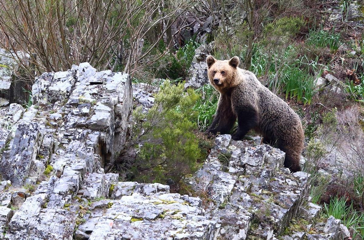 Ejemplar de oso pardo en Fuentes del Narcea (Asturias).
