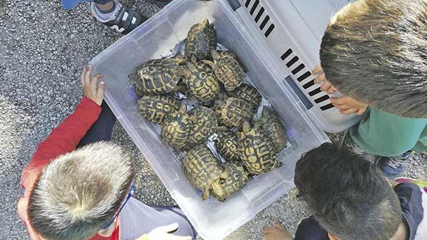 Las tortugas justo antes de ser liberadas por alumnos del CEIP Blai Bonet.