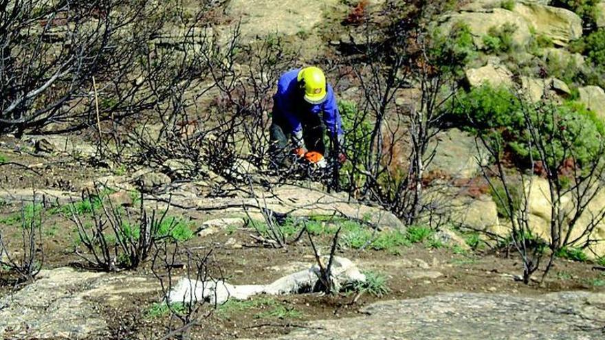 Medio Ambiente finaliza los trabajos de restauración forestal tras el incendio