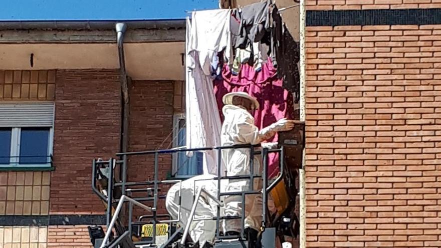 Los bomberos retiran un enjambre de abejas en Avilés