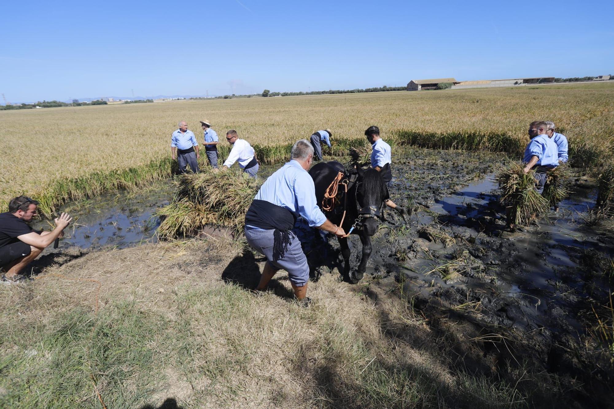 Catarroja celebra la X Fiesta de la Siega del Arroz