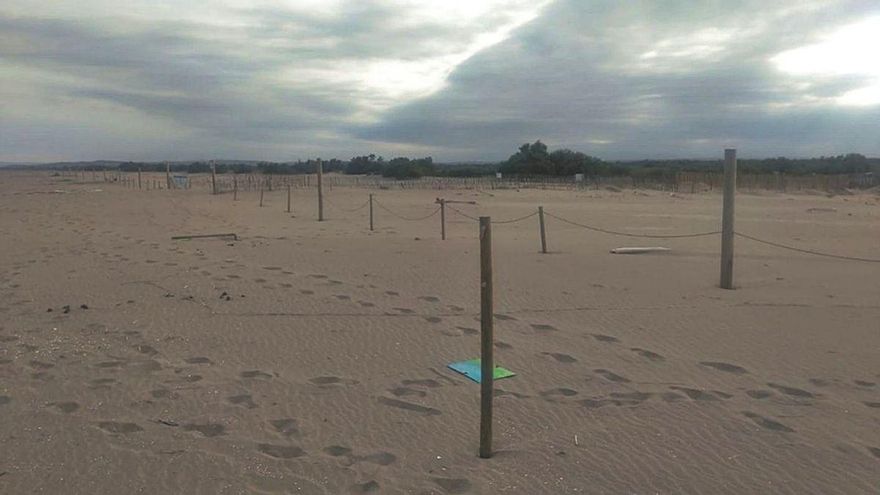 Roben i malmeten proteccions de les dunes i nius als aiguamolls