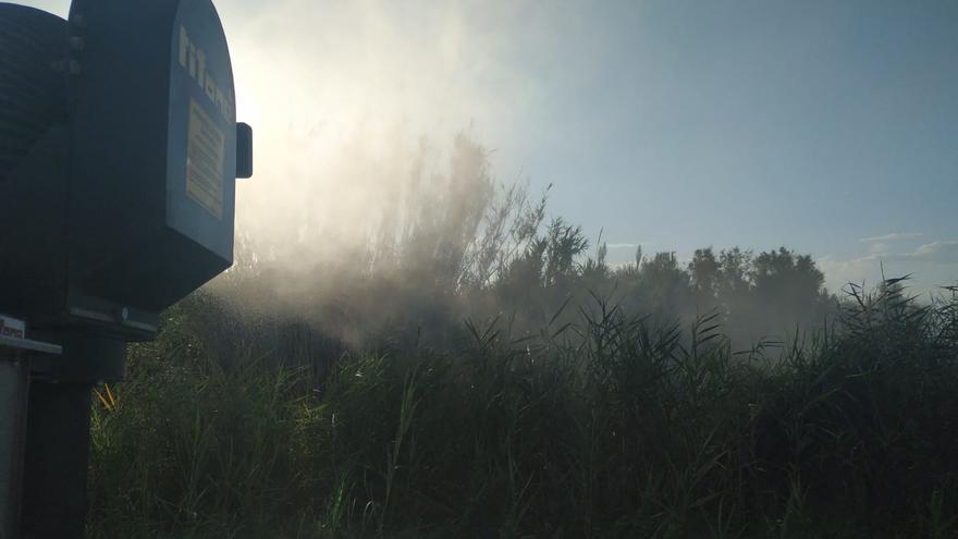 El mosquito tigre vuelve a generar quejas en Sagunt