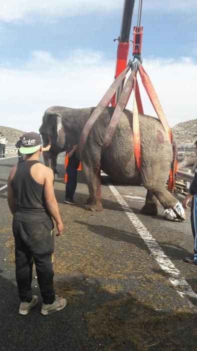 Un camió amb elefants bolca a Albacete