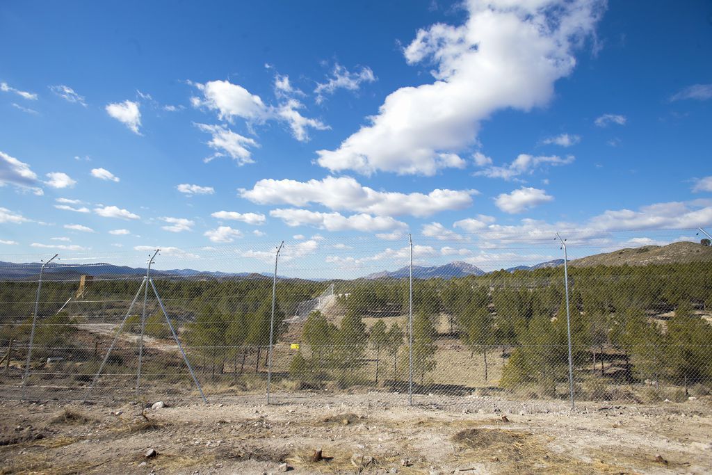 Las imágenes de la llegada de tres ejemplares de lince ibérico a las montañas de Lorca