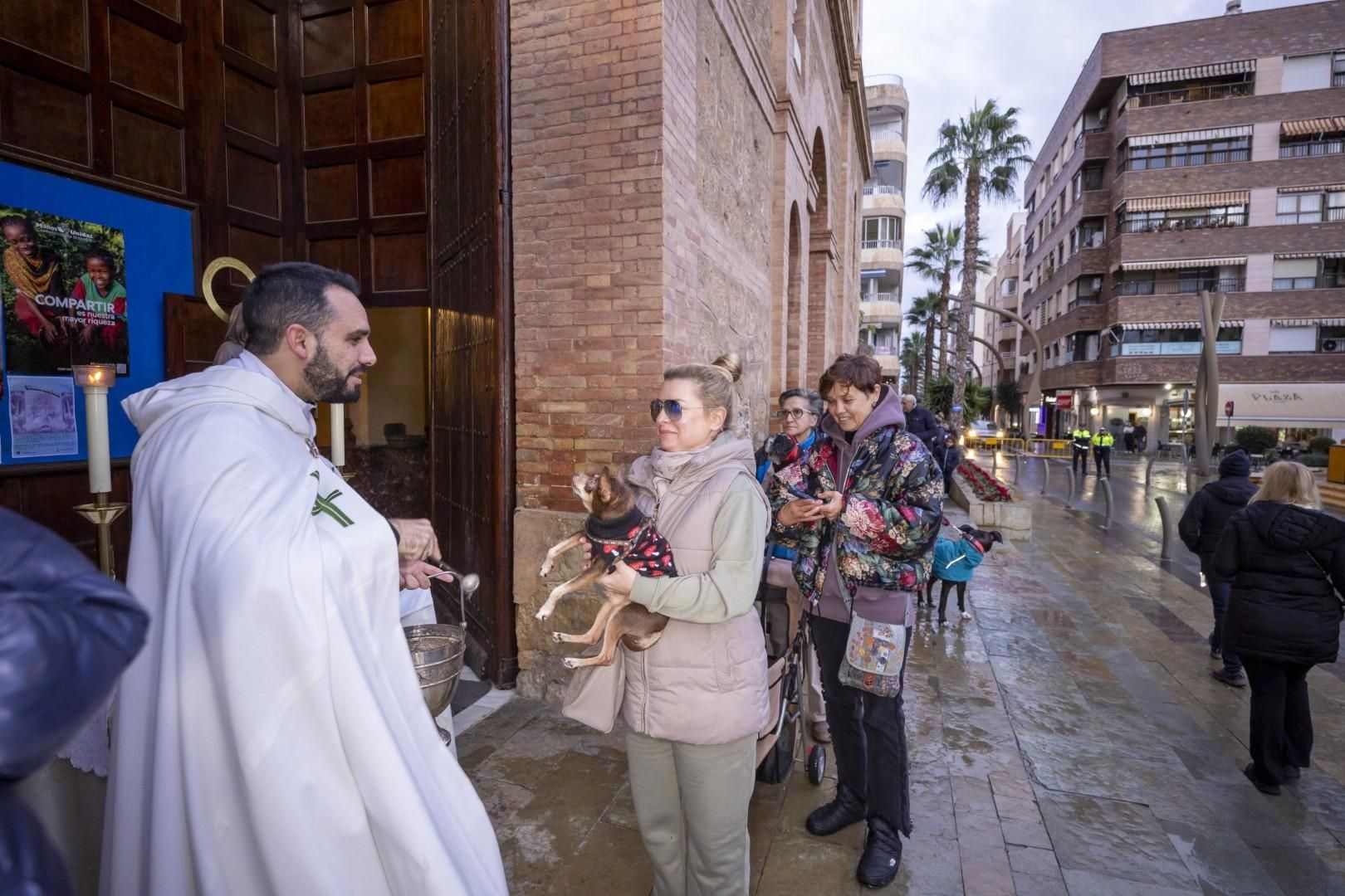Bendición de animales por San Antón bajo una lluvia invernal en Torrevieja