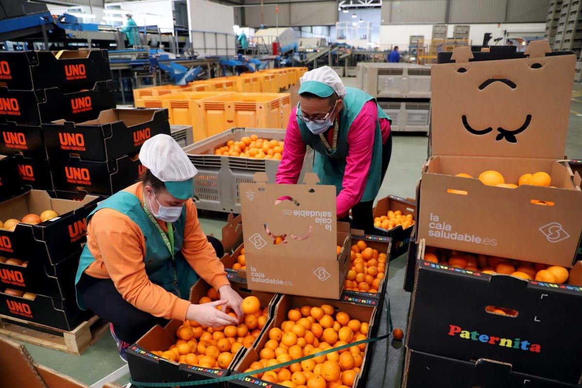 Palma del Río, en plena campaña de la naranja