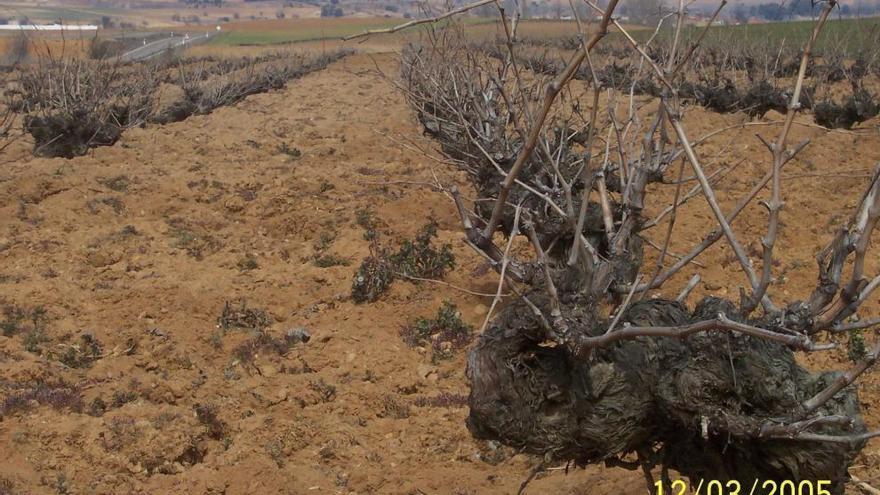 Viñedo en San Miguel de la Ribera