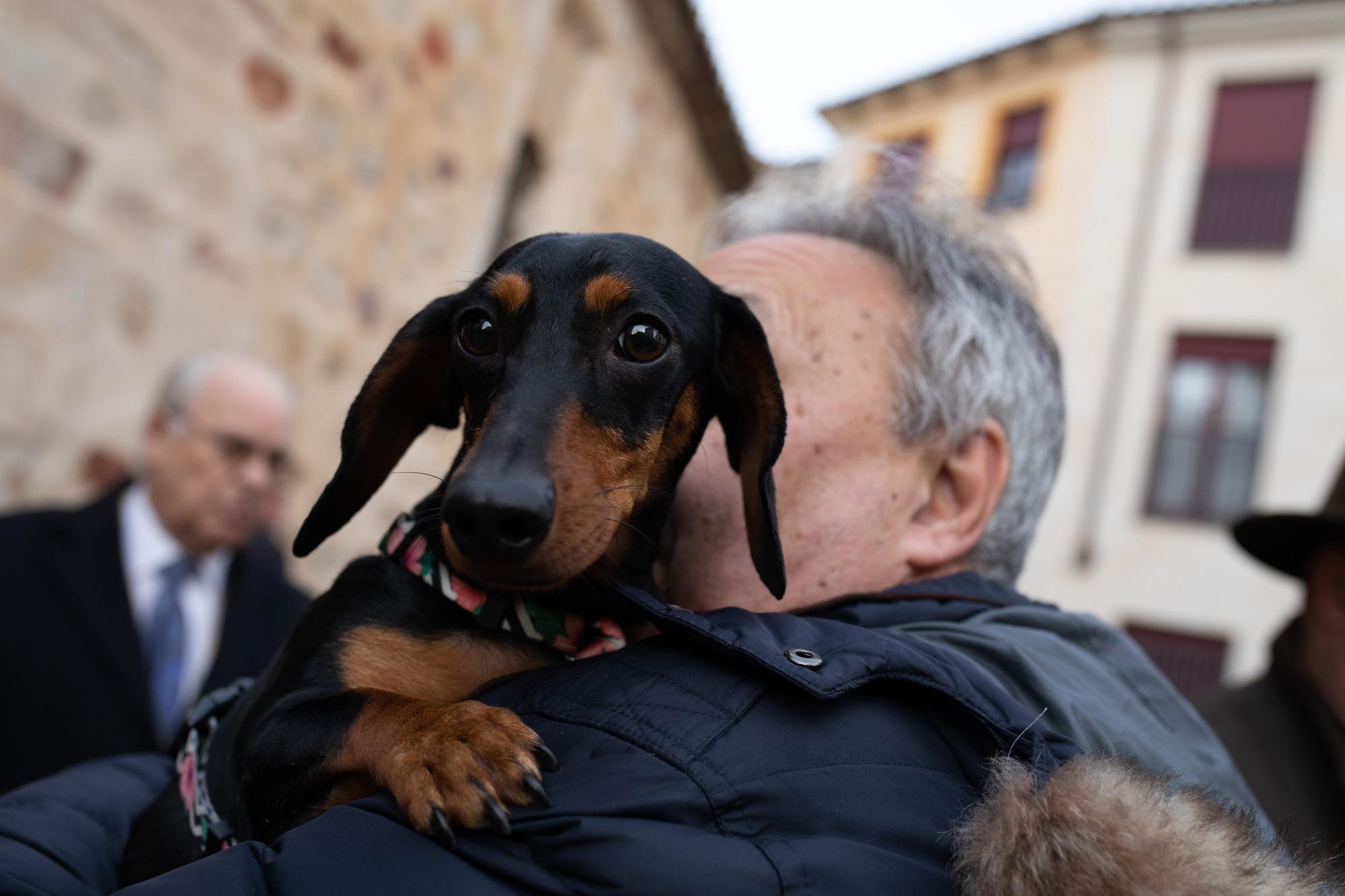 Los animales reciben la bendición por San Antón en Zamora