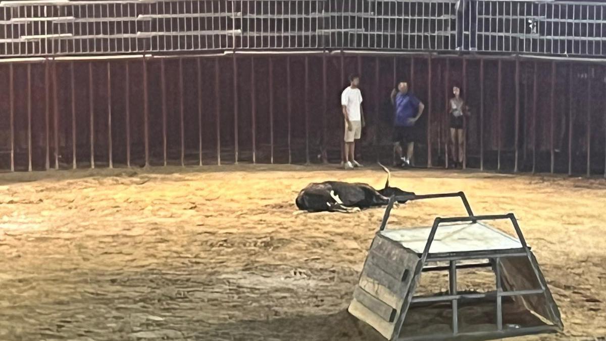 Una de las vaquillas muertas en Benifairó de la Valldigna.