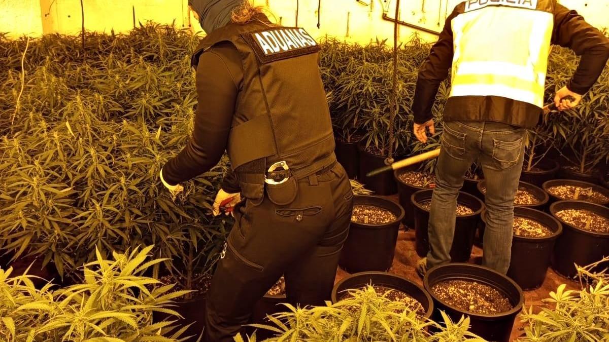 Desmantelado un cultivo de marihuana con más de 300 plantas oculto en un local industrial de Cartagena.
