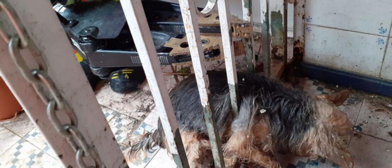 El perrito que quedó atrapado en la reja y, a la derecha, tras ser rescatado por los bomberos.    | CONSORCI DE BOMBERS