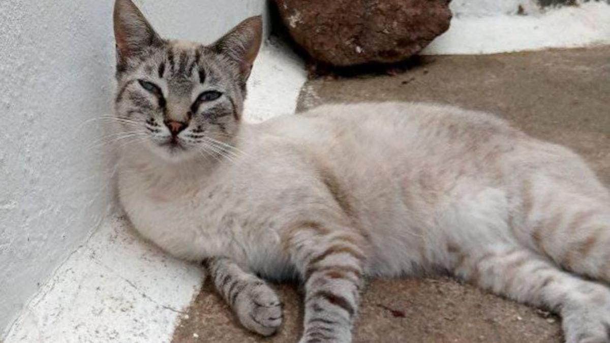 Un gato callejero fotografiado por voluntarios del proyecto CER Garachico. | | E.D.