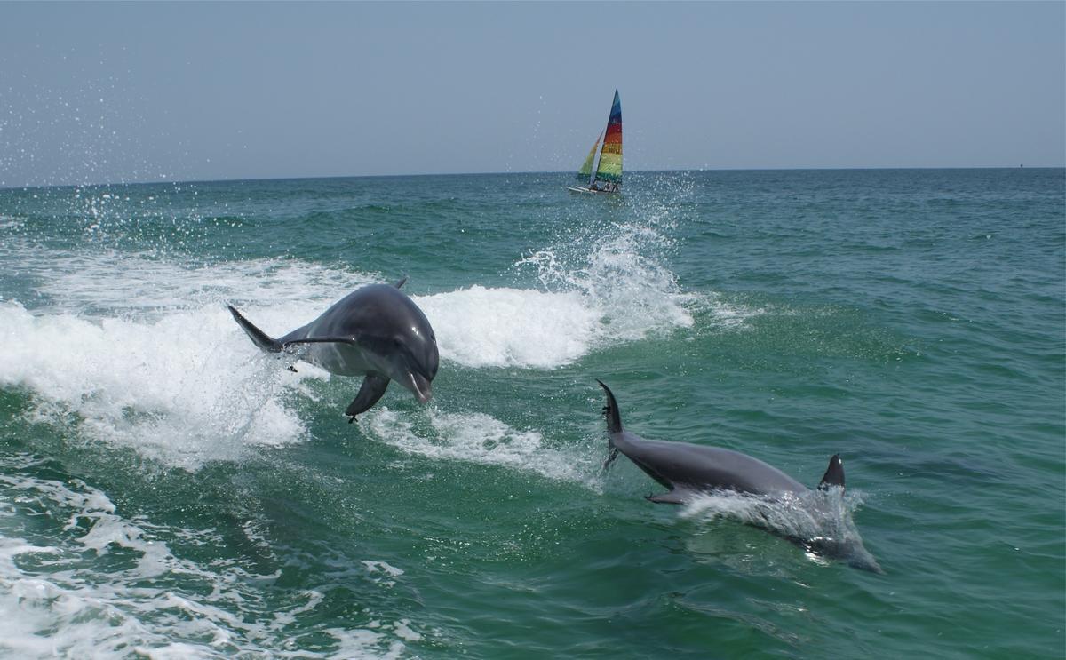 Delfines saltando en el mar