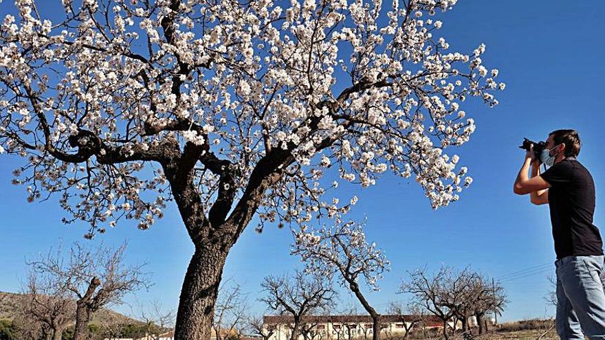 Los agricultores temen las floraciones tempranas por el riesgo de perder la cosecha con las heladas tardías.