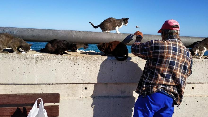 Un hombre alimenta a varios gatos.