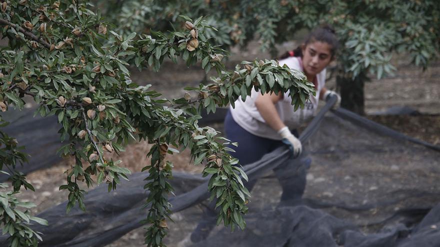 Comienzo de la campaña de la almendra en Córdoba