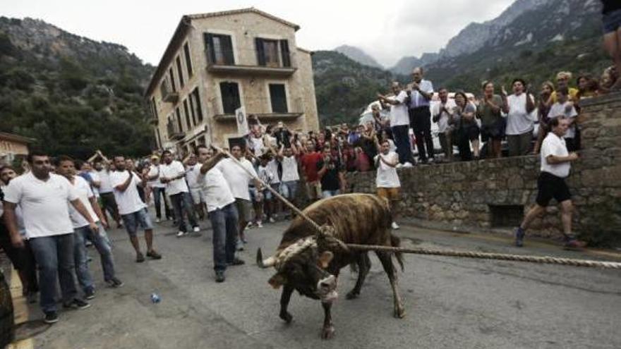 Der Stier wird an Tauen befestigt durch das Dorf geführt.