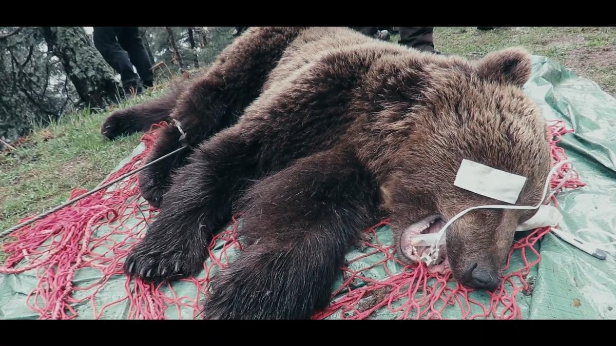 El oso Cachou, envenenado en 2020 (TV3)