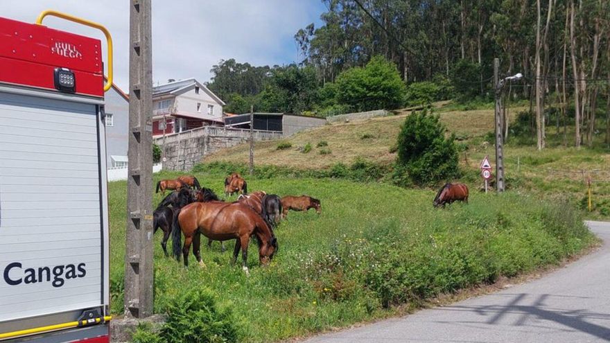 Caballos cerca de la carretera en el entorno de A Portela. |  G.M.P.