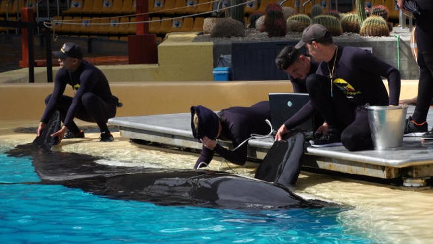 Los investigadores estudian una de las orcas de Loro Parque.