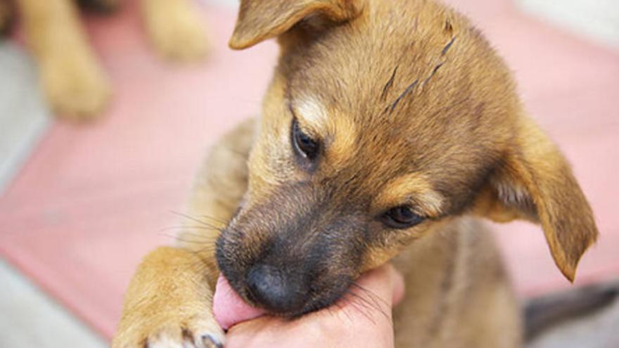 La adopción permite al animal encontrar un hogar.