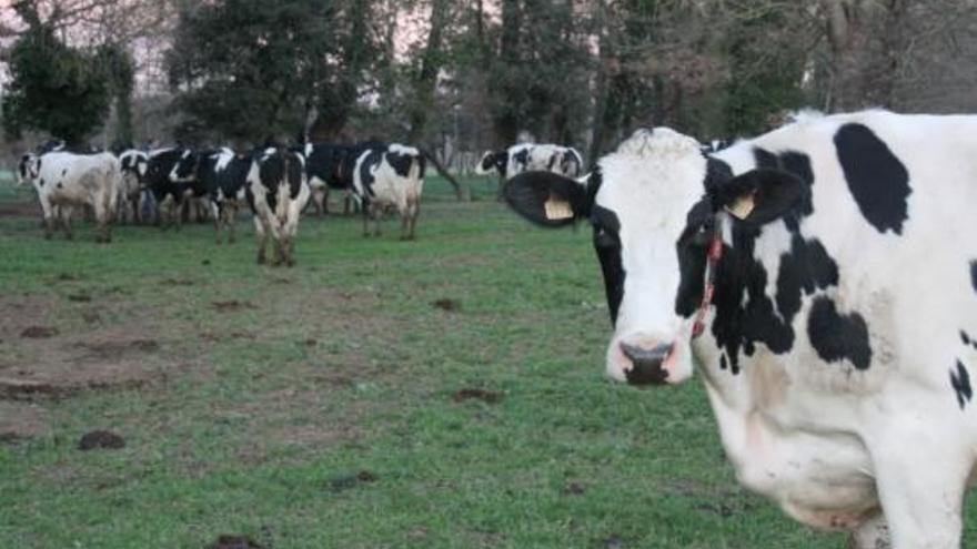 Les cooperatives Cadí i Baix Empordà es mantenen dins de Llet Nostra.