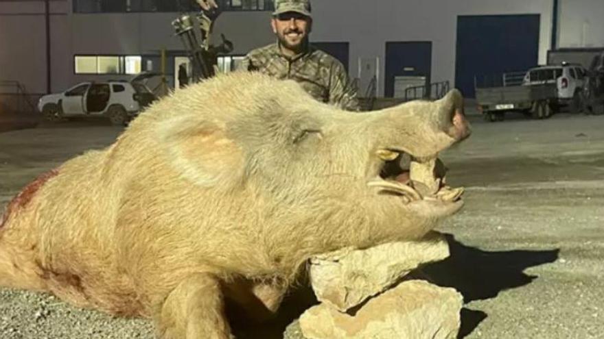 Cazan al jabalí gigante que tenía en vilo a Murcia