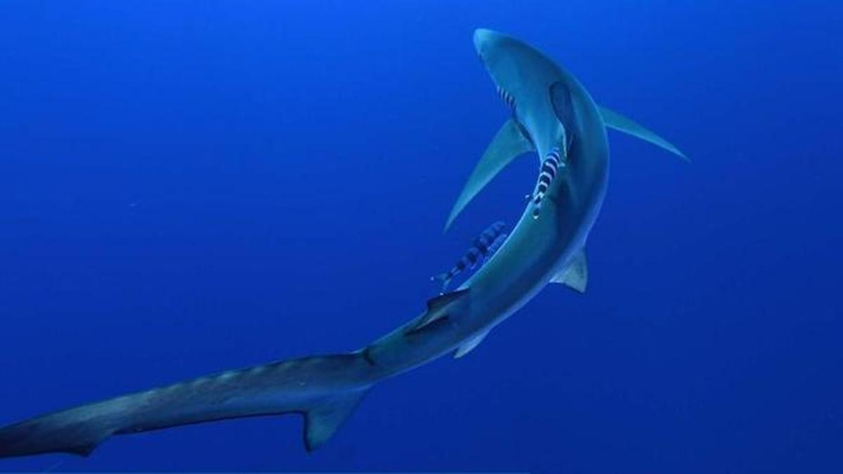 Imagen submarina de un tiburón tomada por el equipo de investigadores.