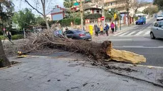 Caídas de árboles por el fuerte viento, que deja en Málaga más de 60 incidencias