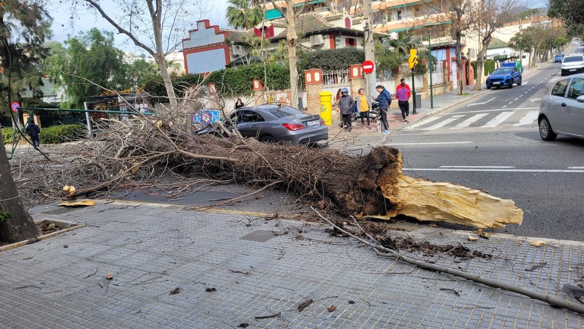 Caída de un gran árbol en Pedregalejo a causa del viento