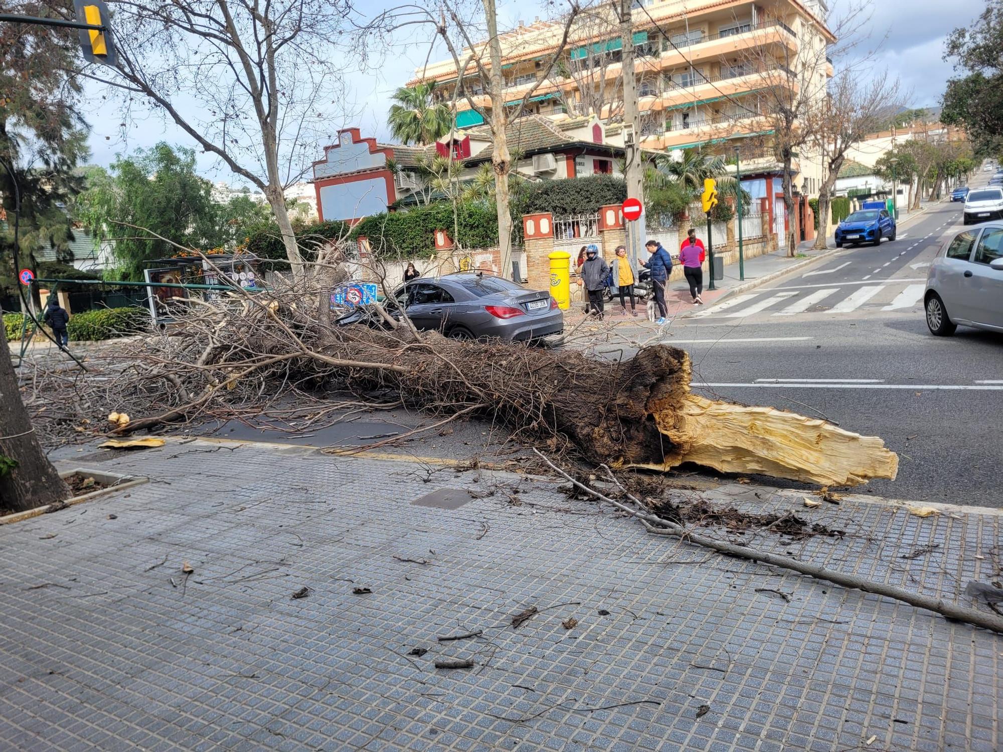 Caída de un gran árbol en Pedregalejo a causa del viento