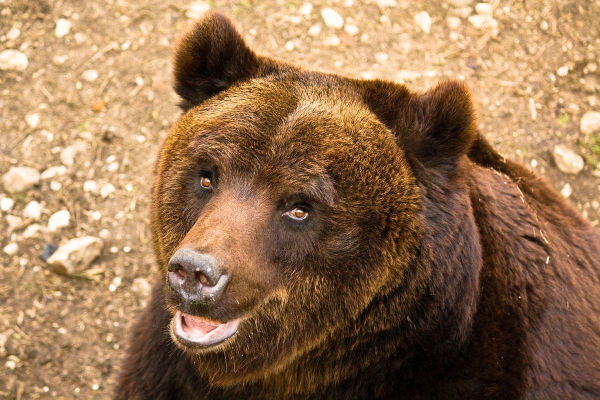 Primer plano de un oso pardo.