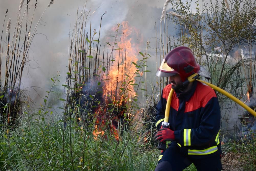 El Concello prueba cómo eliminar con fuego esta especie invasora.