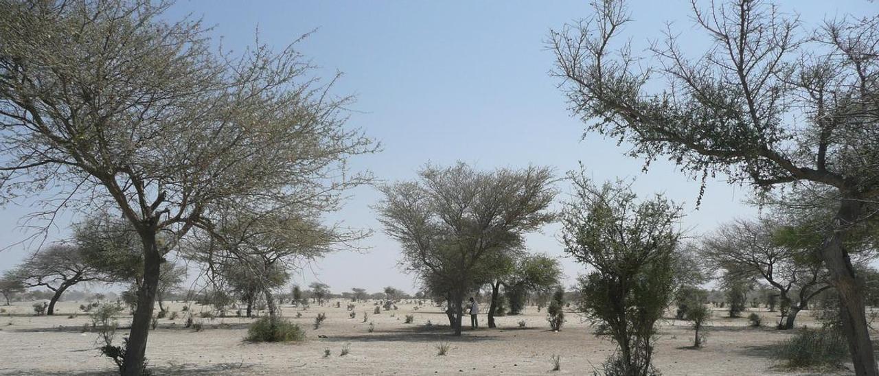 Árboles en el desierto del Sáhara.