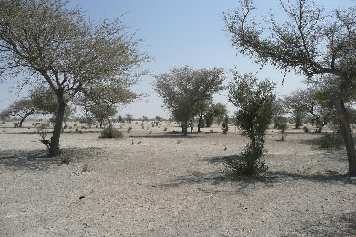 Árboles en el desierto del Sáhara.