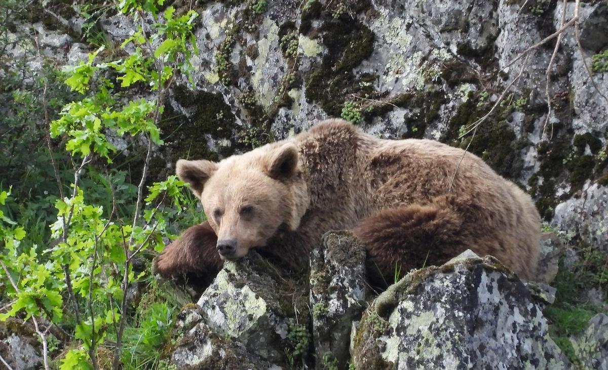 Ejemplar de oso pardo en la cornisa cantábrica